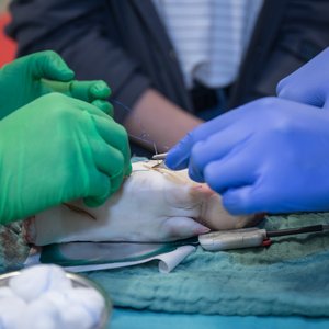 Chance 2020, Messeimpression